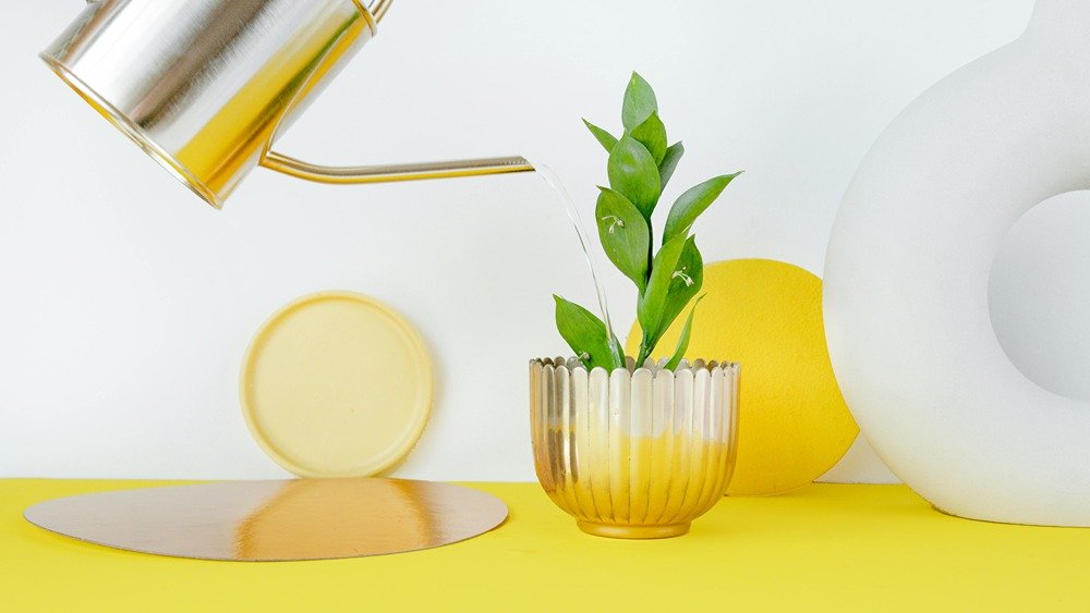 Plant being watered on a yellow table